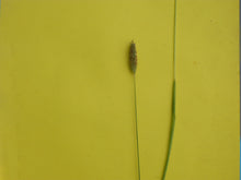 Load image into Gallery viewer, Smaller Cats tail. 20g - Goren Farm Seeds
