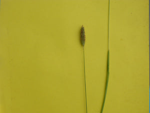 Smaller Cats tail. 20g - Goren Farm Seeds