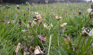 Ribwort Plantain Lanceolata - Goren Farm Seeds