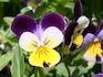 Wild pansy / viola tricolor - 0.5g - Goren Farm Seeds