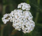 Load image into Gallery viewer, Yarrow - 3g - Goren Farm Seeds
