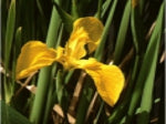 Wild Yellow Flag Iris - 10g - Goren Farm Seeds