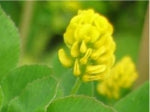 Black Medick - 2g - Goren Farm Seeds