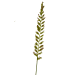 Load image into Gallery viewer, Crested dogs tail 20g - Goren Farm Seeds
