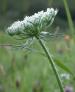 Load image into Gallery viewer, Wild Carrot - 8g - Goren Farm Seeds
