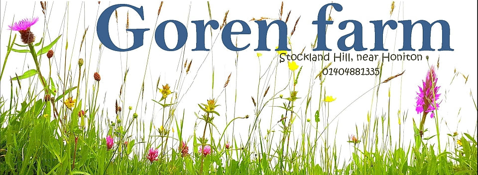 Yellow rattle lights - Goren Farm Seeds
