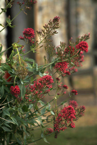 Red Valerian - 3g - Goren Farm Seeds