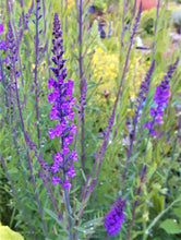 Load image into Gallery viewer, Purple Toadflax, 1g - Goren Farm Seeds
