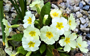 Primrose, 1g - Goren Farm Seeds