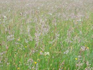 Smooth Meadow Grass - Goren Farm Seeds