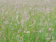 Smooth Meadow Grass - Goren Farm Seeds