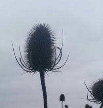 Load image into Gallery viewer, Teasel - 2g - Goren Farm Seeds
