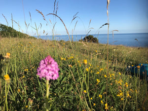 Native wildflower Starter Mix - Goren Farm Seeds