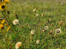 Load image into Gallery viewer, Hawkweed - 0.5g - Goren Farm Seeds
